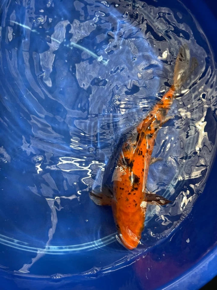 11" Aka Bekko Koi