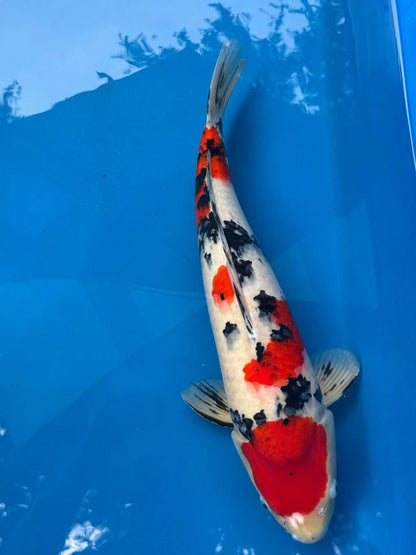 19" Sanke Japanese Imported