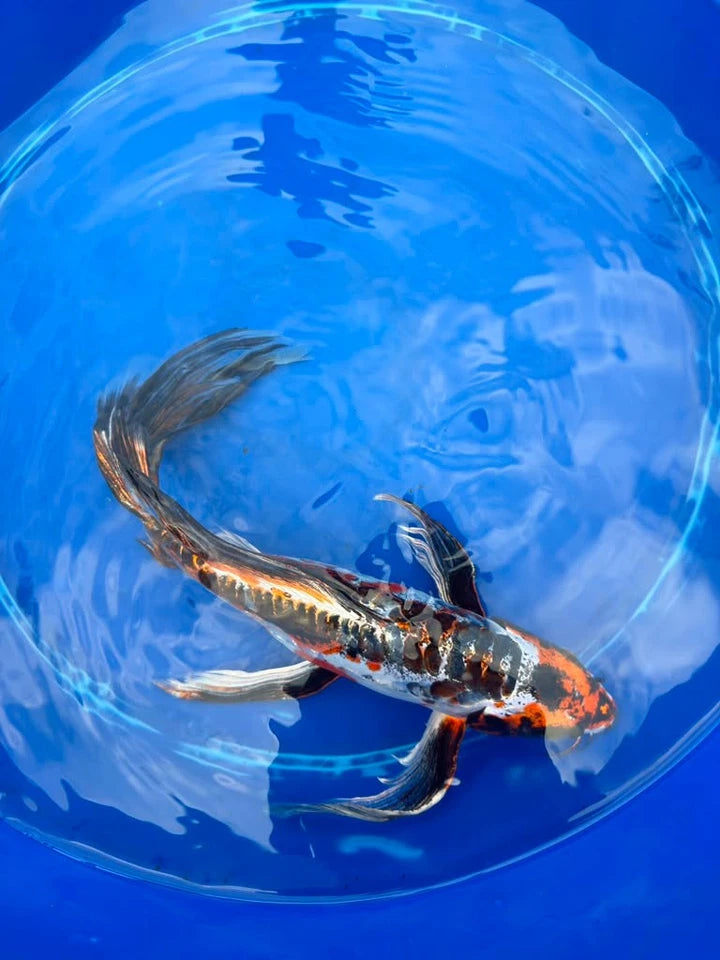 Doiotsu Ogon Matsuba Butterfly Koi 14 Inch
