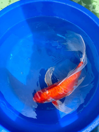 Hariwake Ogon Butterfly Koi 17"