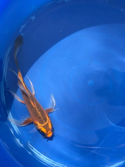 Kin Matsuba Butterfly Koi 8.5 Inch
