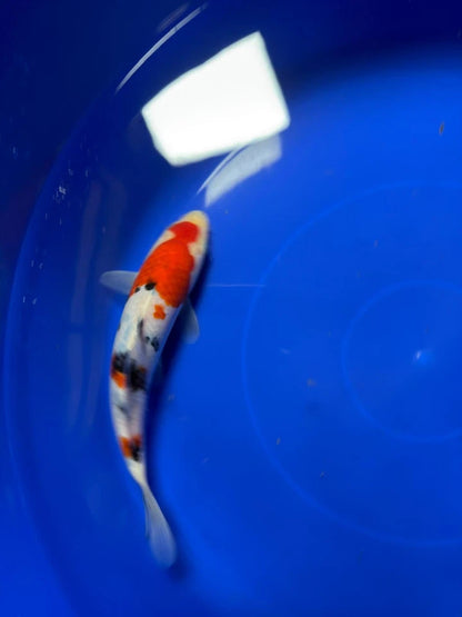 8" Sanke Japanese Imported HQ(High Quality)