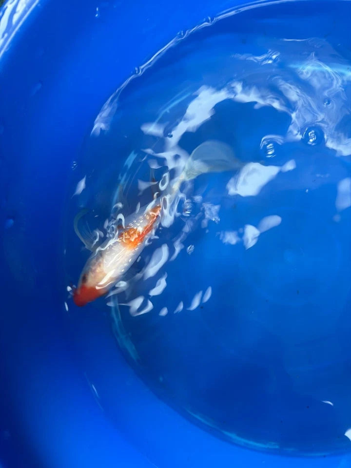 Ginrin Kohaku Butterfly Koi 8"