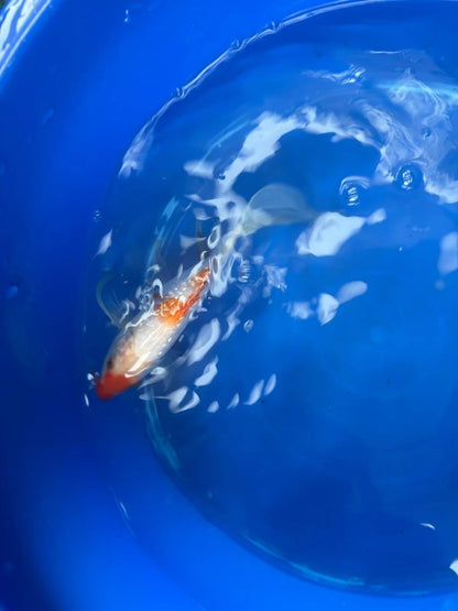Ginrin Kohaku Butterfly Koi 8"