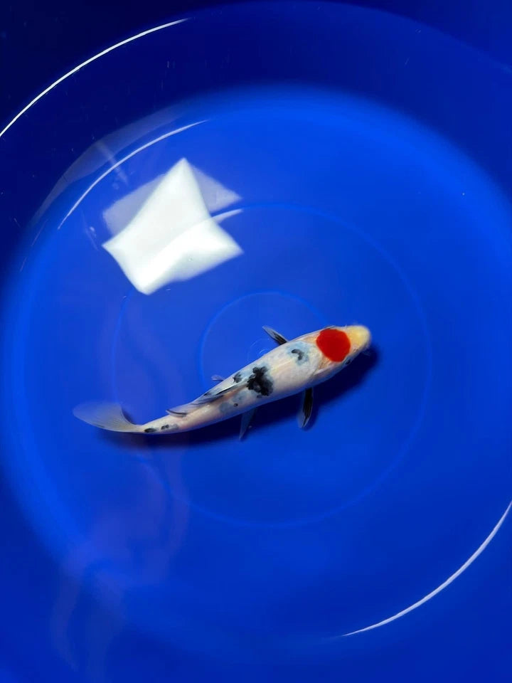 8" Tancho Sanke Japanese Imported HQ(High Quality)