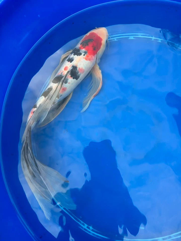 Tancho Showa Butterfly Koi 17 Inch