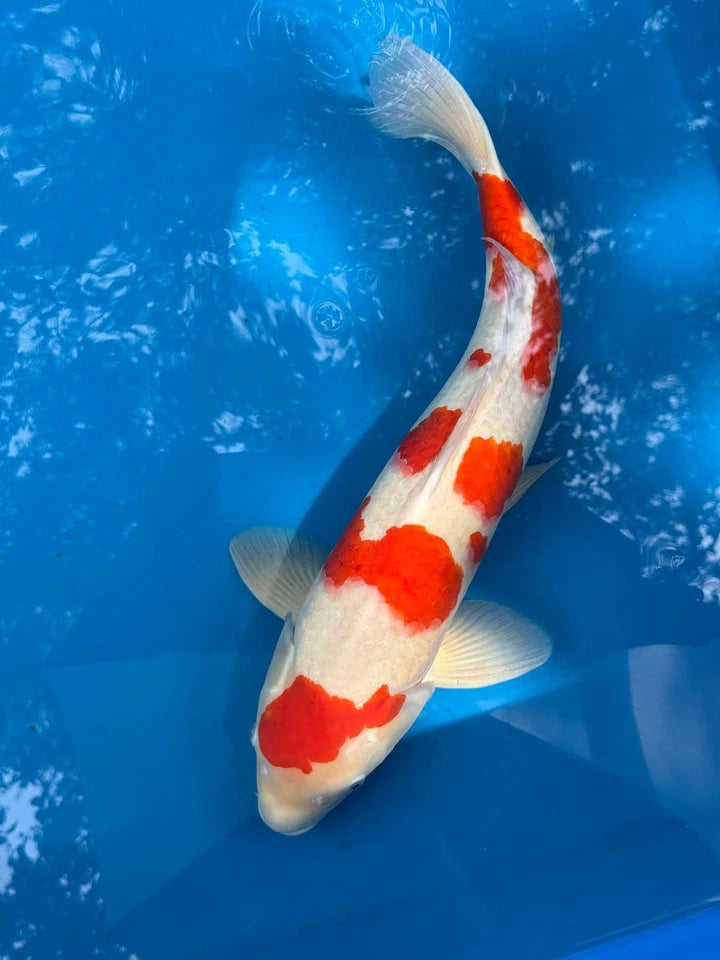 23" Kohaku Japanese Imported