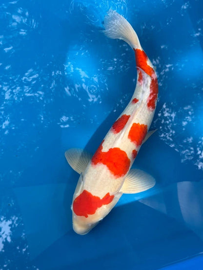 23" Kohaku Japanese Imported
