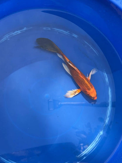 Kin Matsuba Butterfly Koi 9 Inch