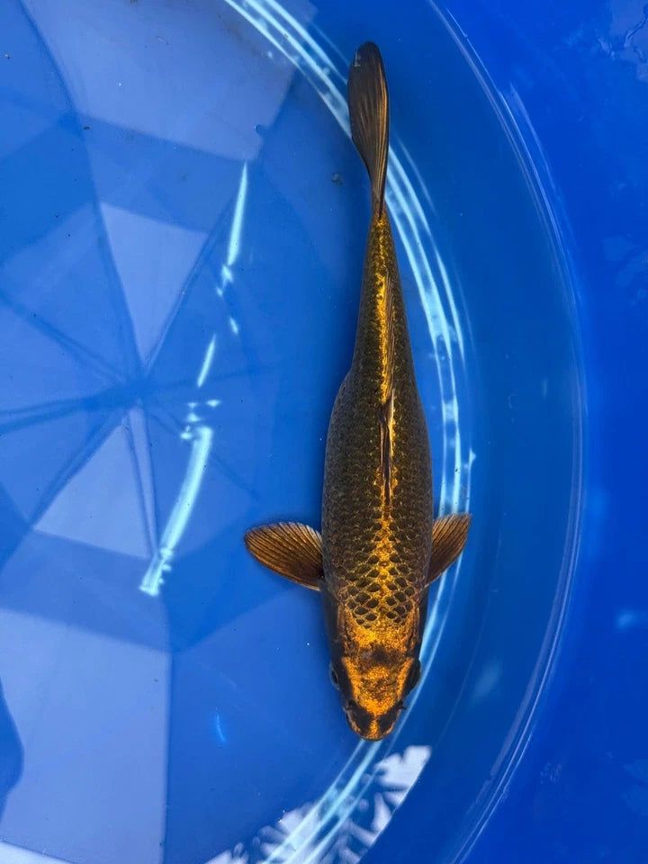 Matsuba Koi 10" GT