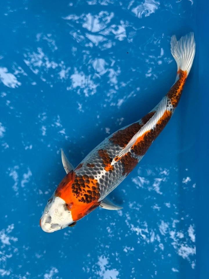 16" Kujaku Japanese Imported