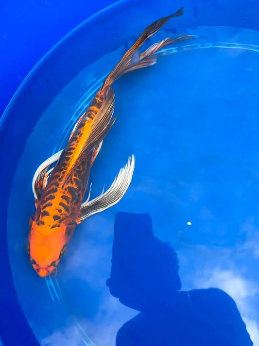 Kin Matsuba Butterfly Koi 15 Inch