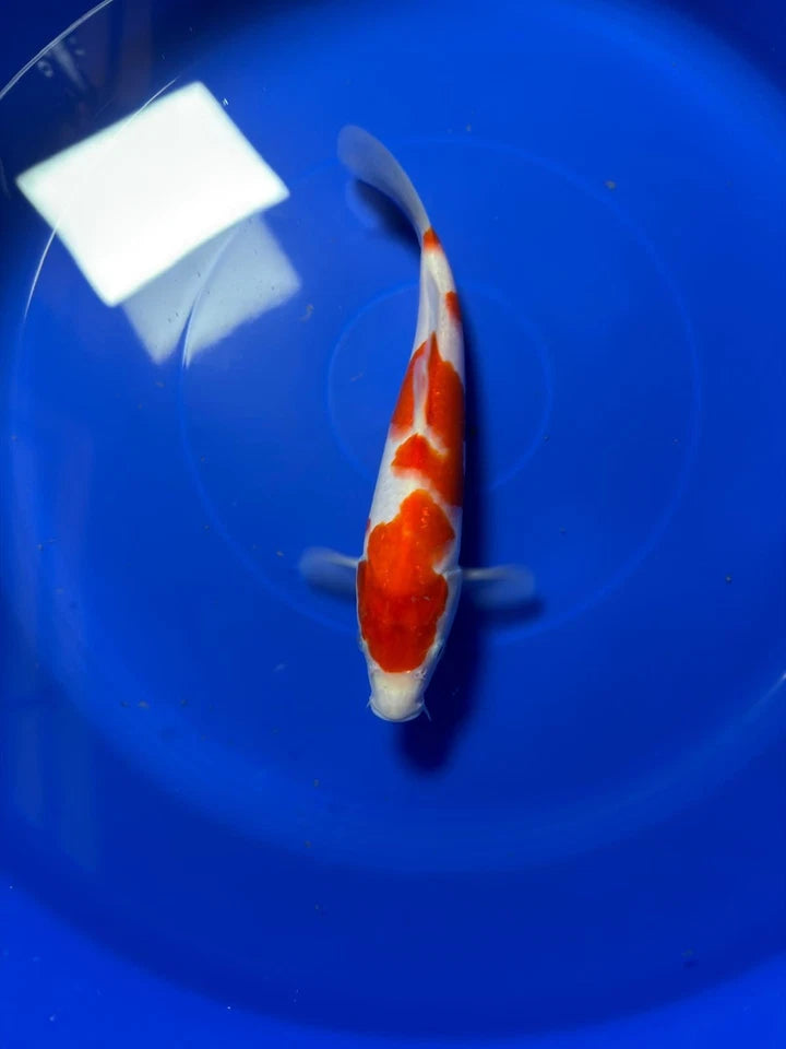 9" Kohaku Japanese Imported HQ(High Quality)