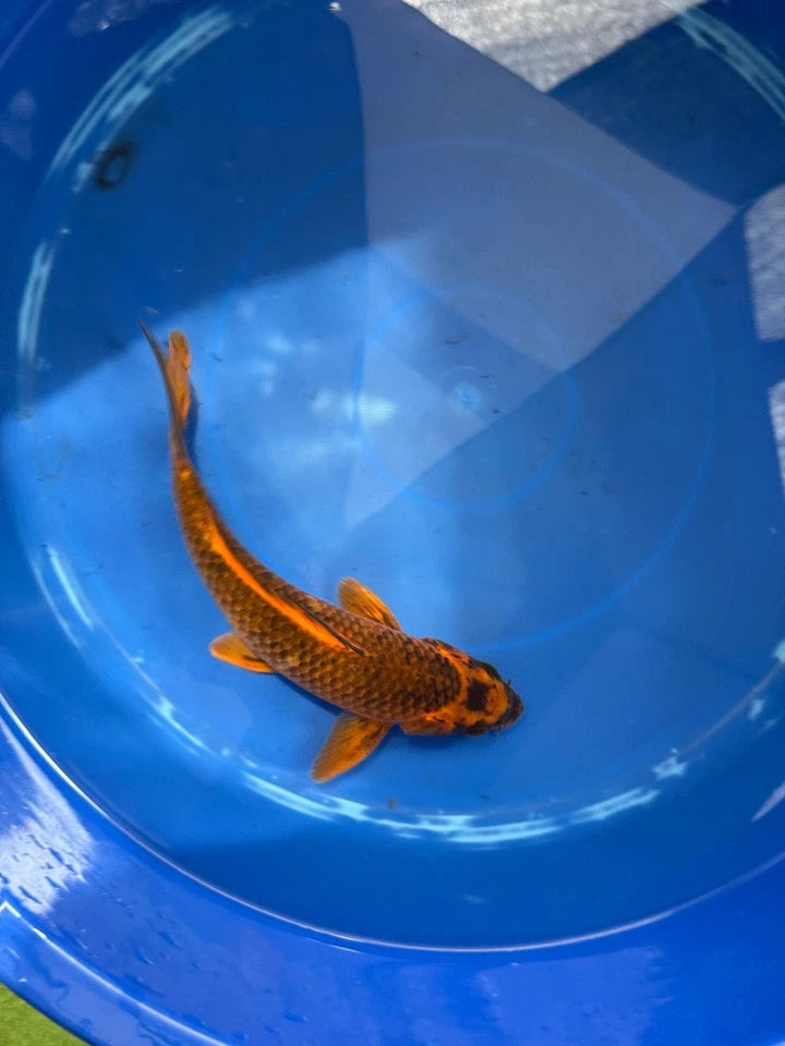 Aka Matsuba Koi 9" D