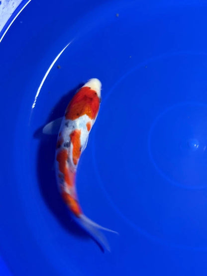 9" Sanke Tosai Japanese Import Koi