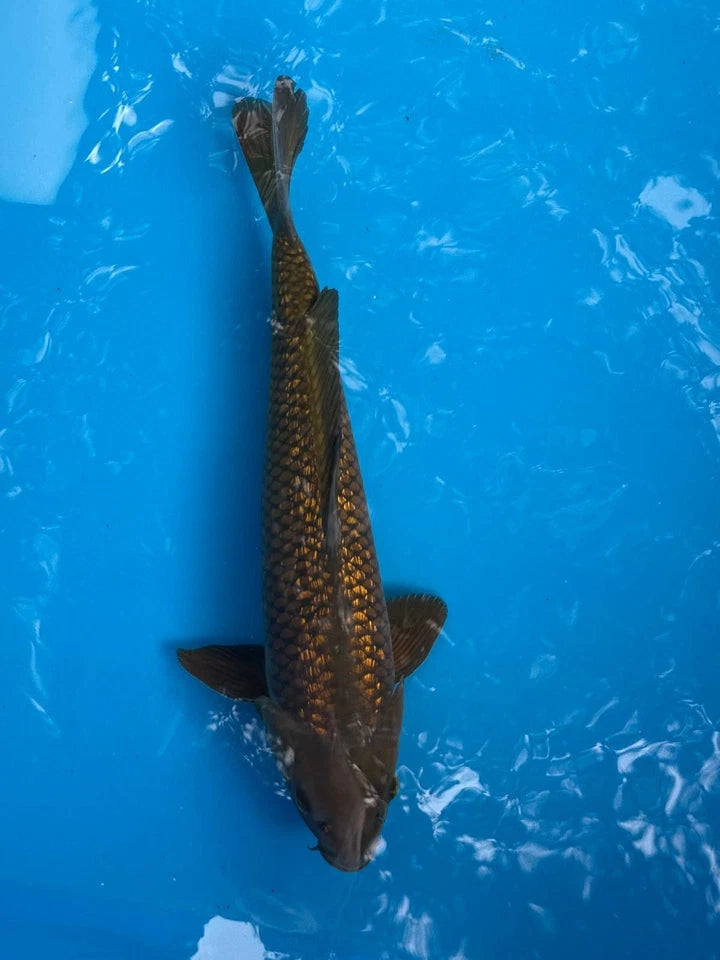16" Ginrin Chagoi Japanese Imported