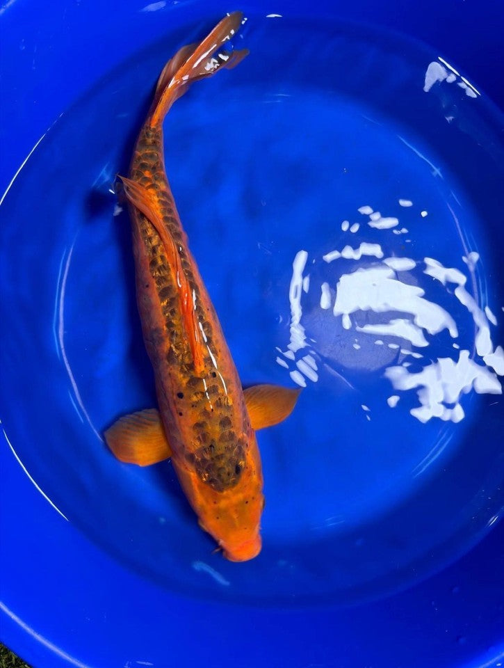 Japanese Mizuho Ogon Koi 22"