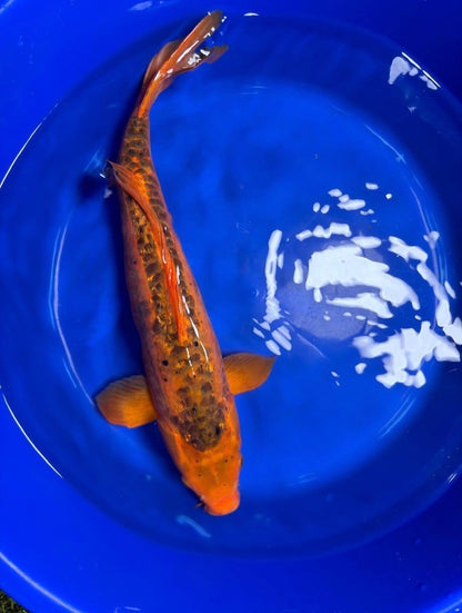 Japanese Mizuho Ogon Koi 22"