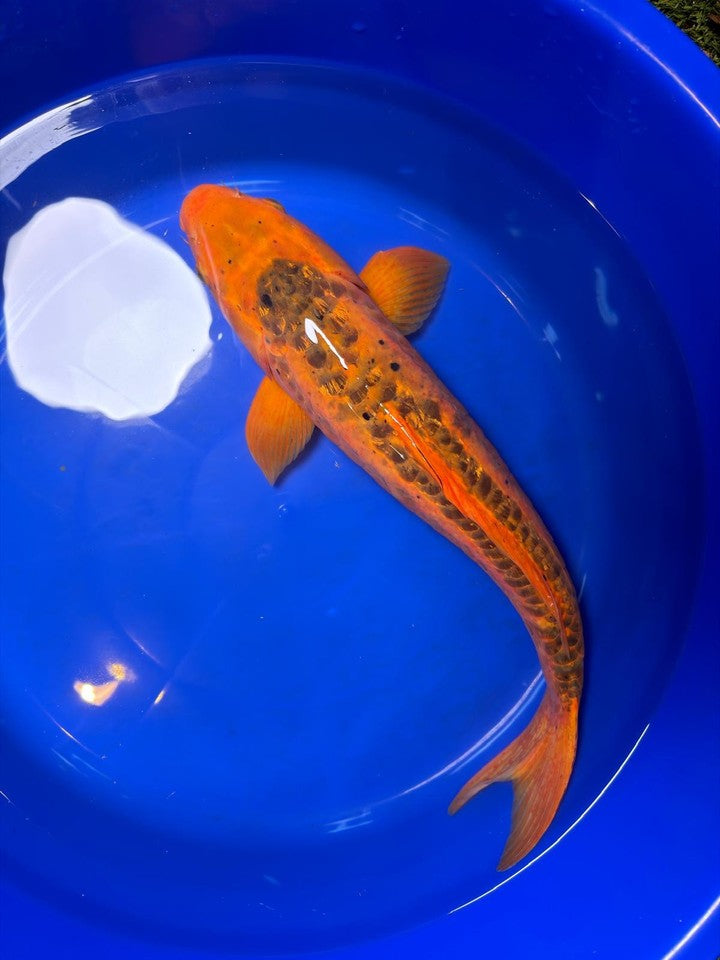Japanese Mizuho Ogon Koi 22"